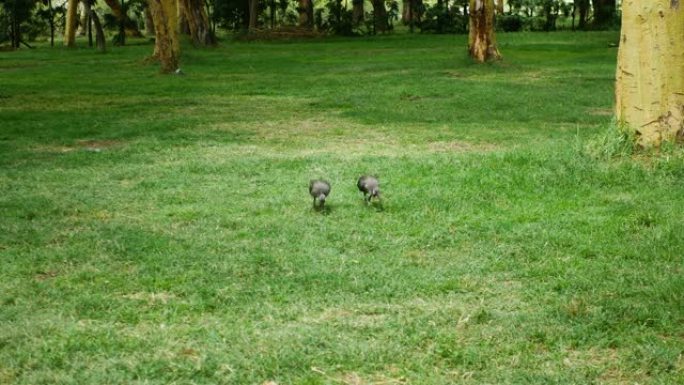 两只朱鹭在相思木丛中的一片空地中寻找草丛中的食物