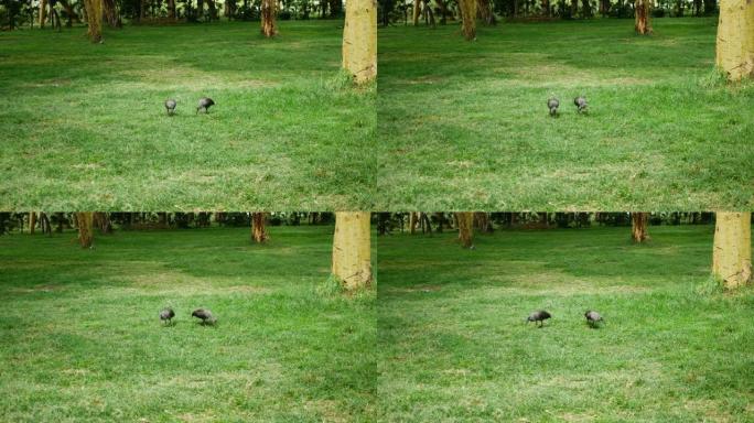 两只朱鹭在相思木丛中的一片空地中寻找草丛中的食物