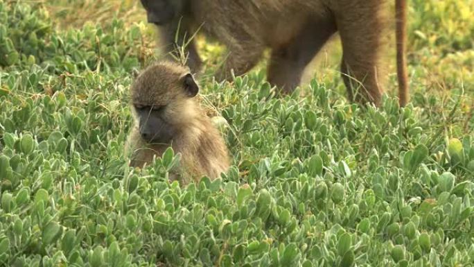 一只年轻的橄榄狒狒以叶子为食