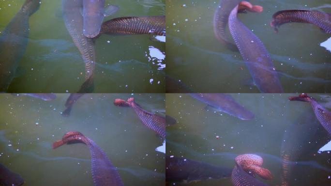 Arapaima gigas或pirarucu鱼在池塘中游泳。