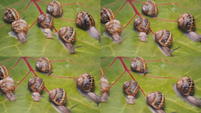 葡萄蜗牛沿着葡萄的叶子爬行
