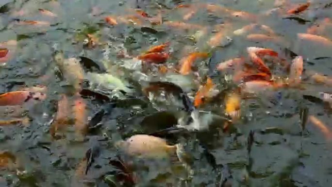 鱼群争抢池塘里的食物