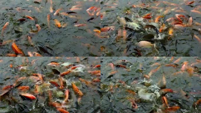 鱼群争抢池塘里的食物