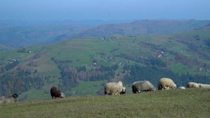 雾蒙蒙的草地上的羊群。
