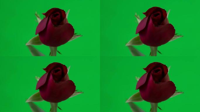 红玫瑰绽放，延时，绿屏4k镜头