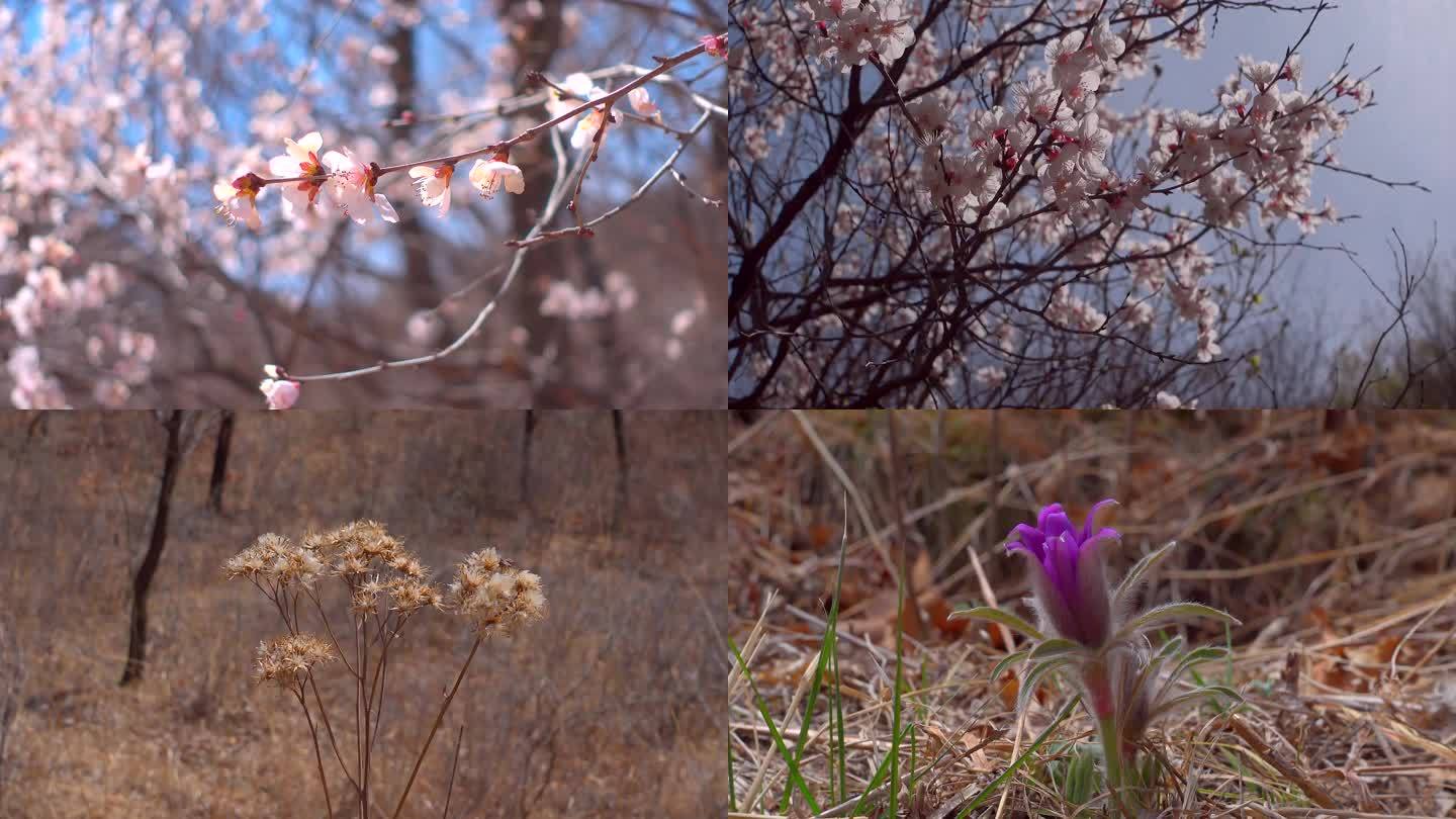 山 山花 桃花 野山 山桃花