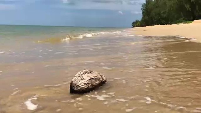 海滩上的椰子