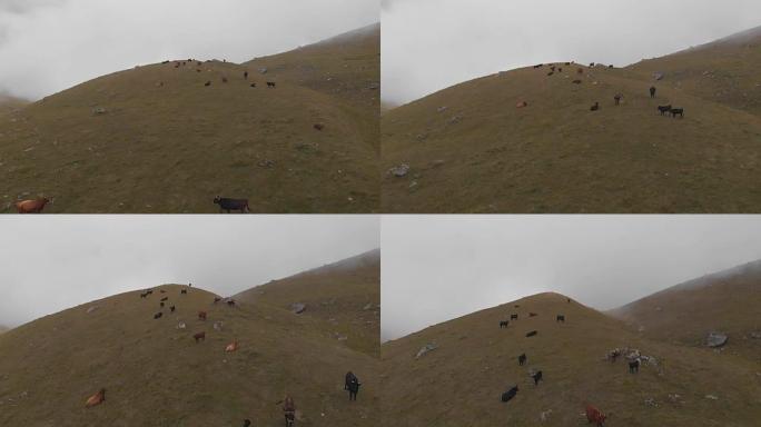 空中拍摄了一群在山上放牧的奶牛。