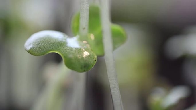 落水干燥的年轻绿色植物极端特写延时，生活概念，音乐视频，春天夏天背景