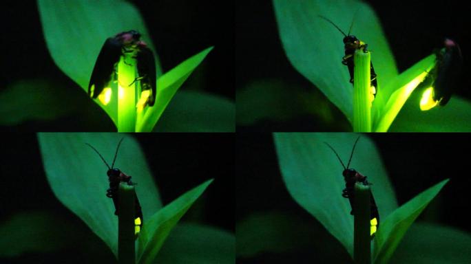 萤火虫夜间活动生物发光夏季景观