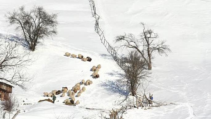 冬季饲养绵羊