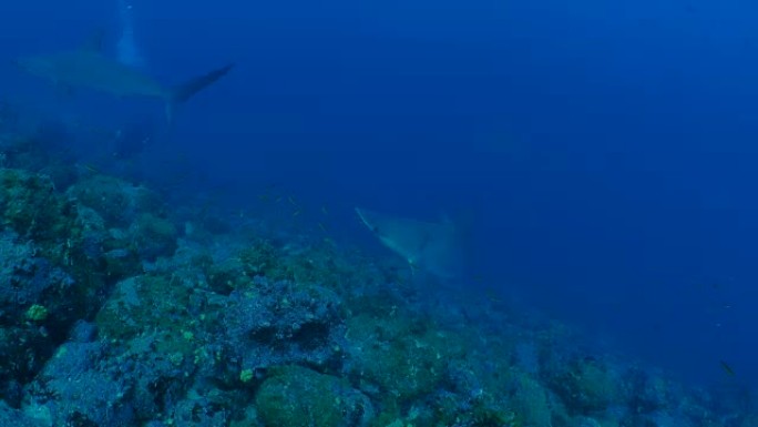 在加拉帕戈斯的海底礁游泳的锤头鲨群