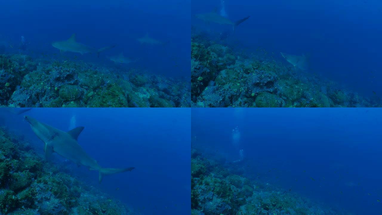在加拉帕戈斯的海底礁游泳的锤头鲨群
