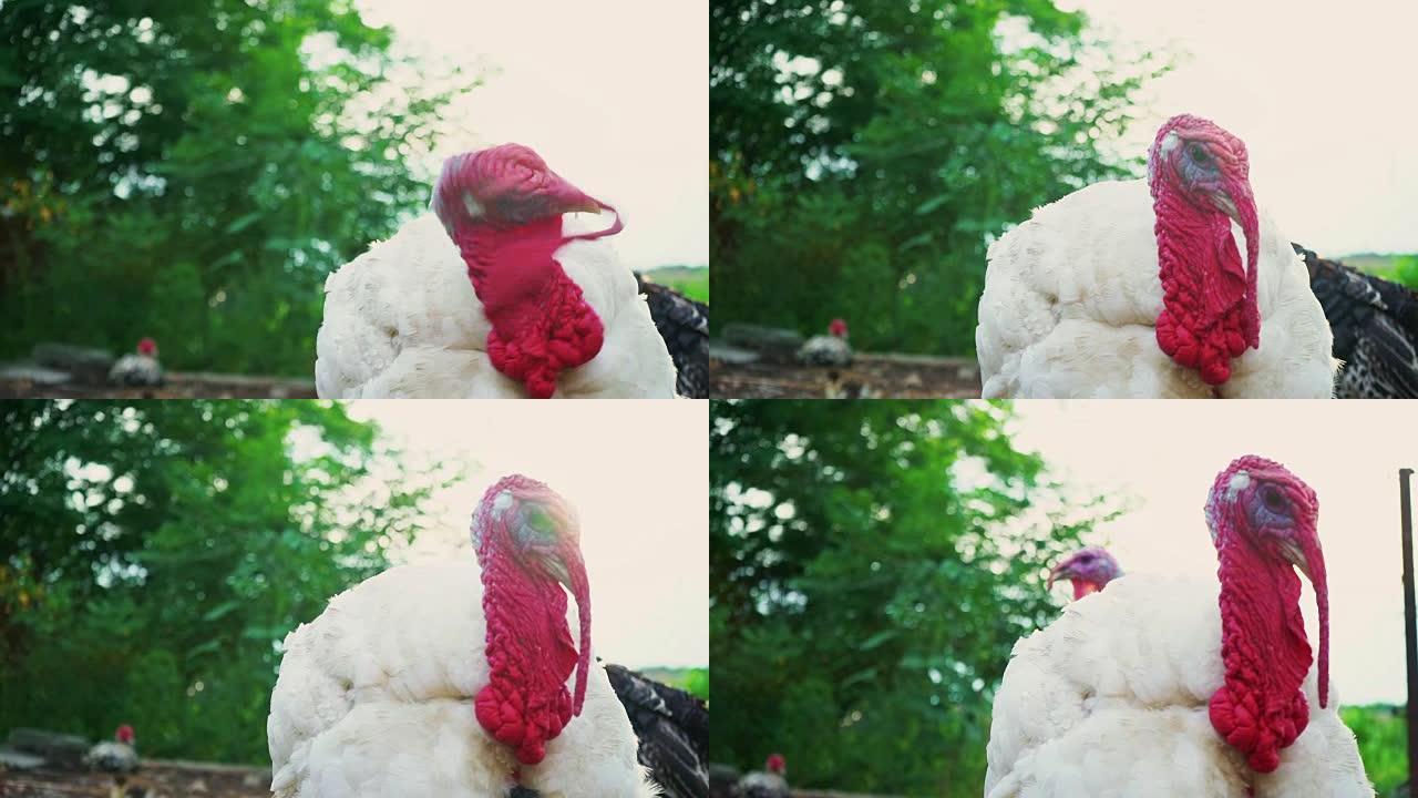 白色火鸡在鸟的院子上摇头，特写。住美丽的火鸡。土耳其度假