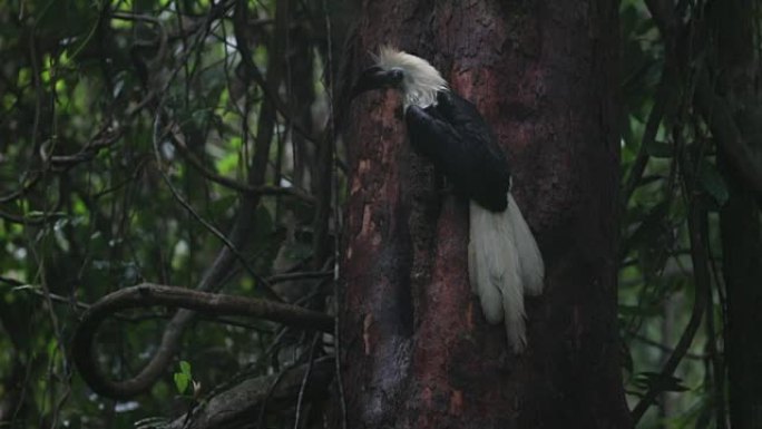 犀鸟: 成年雄性白冠犀鸟 (Berenicornis comatus)