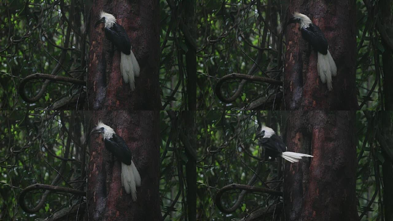 犀鸟: 成年雄性白冠犀鸟 (Berenicornis comatus)
