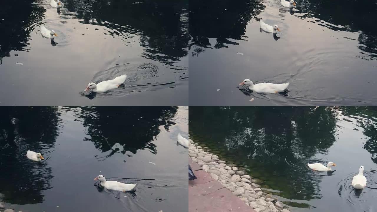 湖上有白色野鸭在游来游去，灰鸽子在它们附近飞来飞去