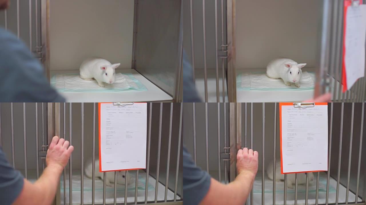 兔子被关在笼子里