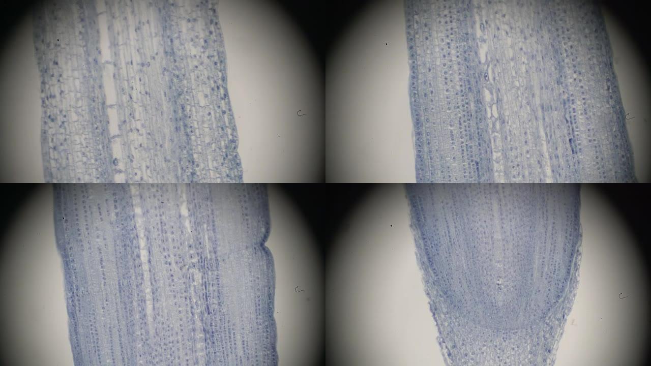 Zea根，Tip l.s。在光学显微镜下