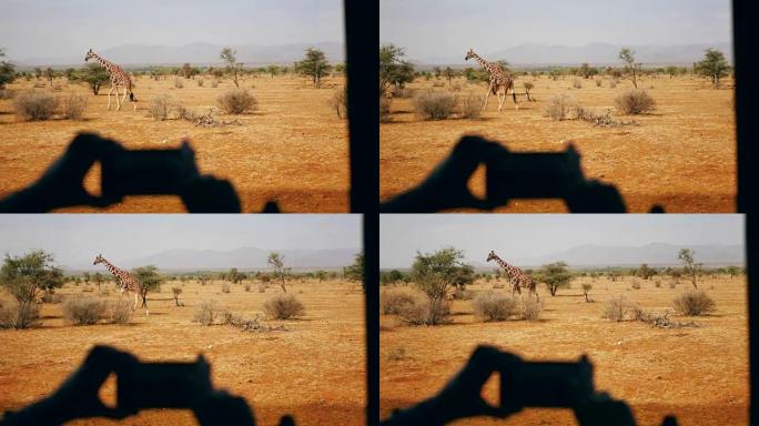 手握手机和拍照野生长颈鹿走在非洲大草原