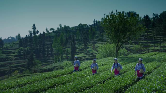 高标准茶园茶山 采茶女采茶 农业 茶农