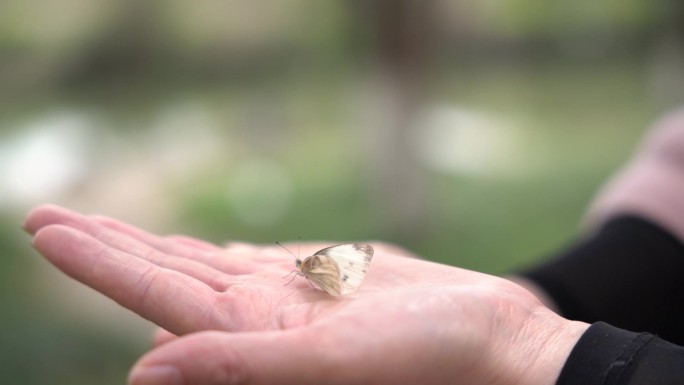 蝴蝶从手中飞起