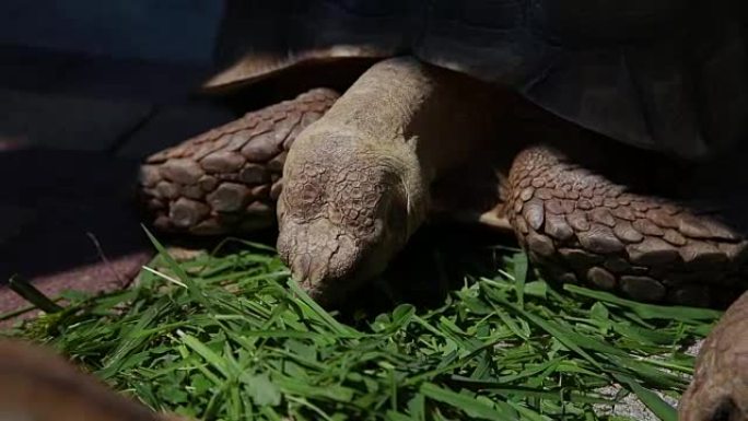 海龟在灿烂的阳光下吃草