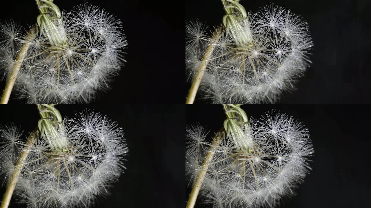 小雨下的蒲公英细雨特写宏观黑色背景