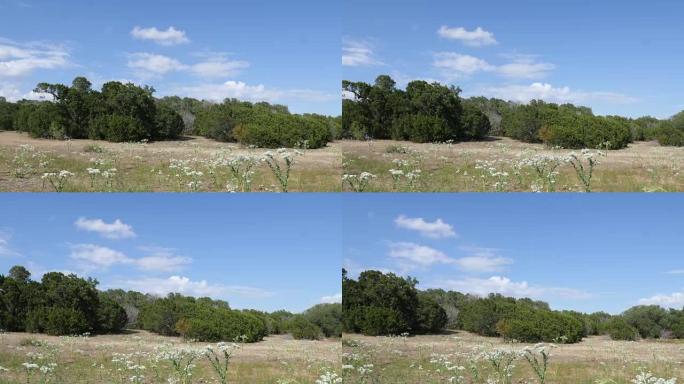 相机在德克萨斯州开放的农场土地上平移