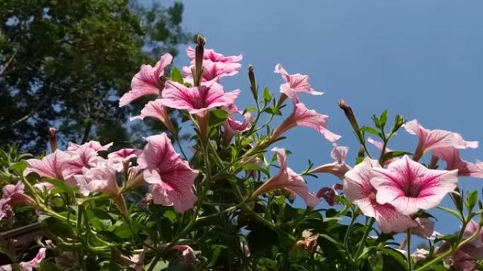 Ruellia tuberosa花，墨西哥矮牵牛花在花园里