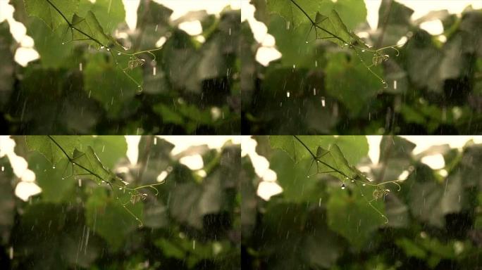 夏季多雨的葡萄藤