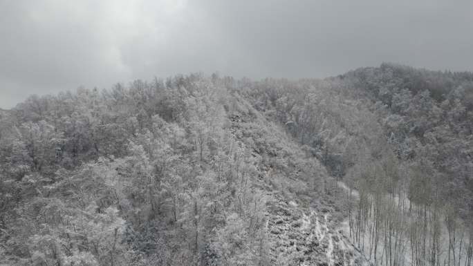 春雪 大通 风景 大山 树木 雪