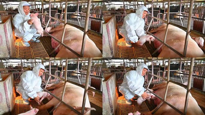 兽医正试图抓住小猪母乳喂养猪妈妈