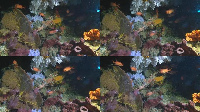 斐济彩虹礁洞穴内的松鼠鱼和海扇