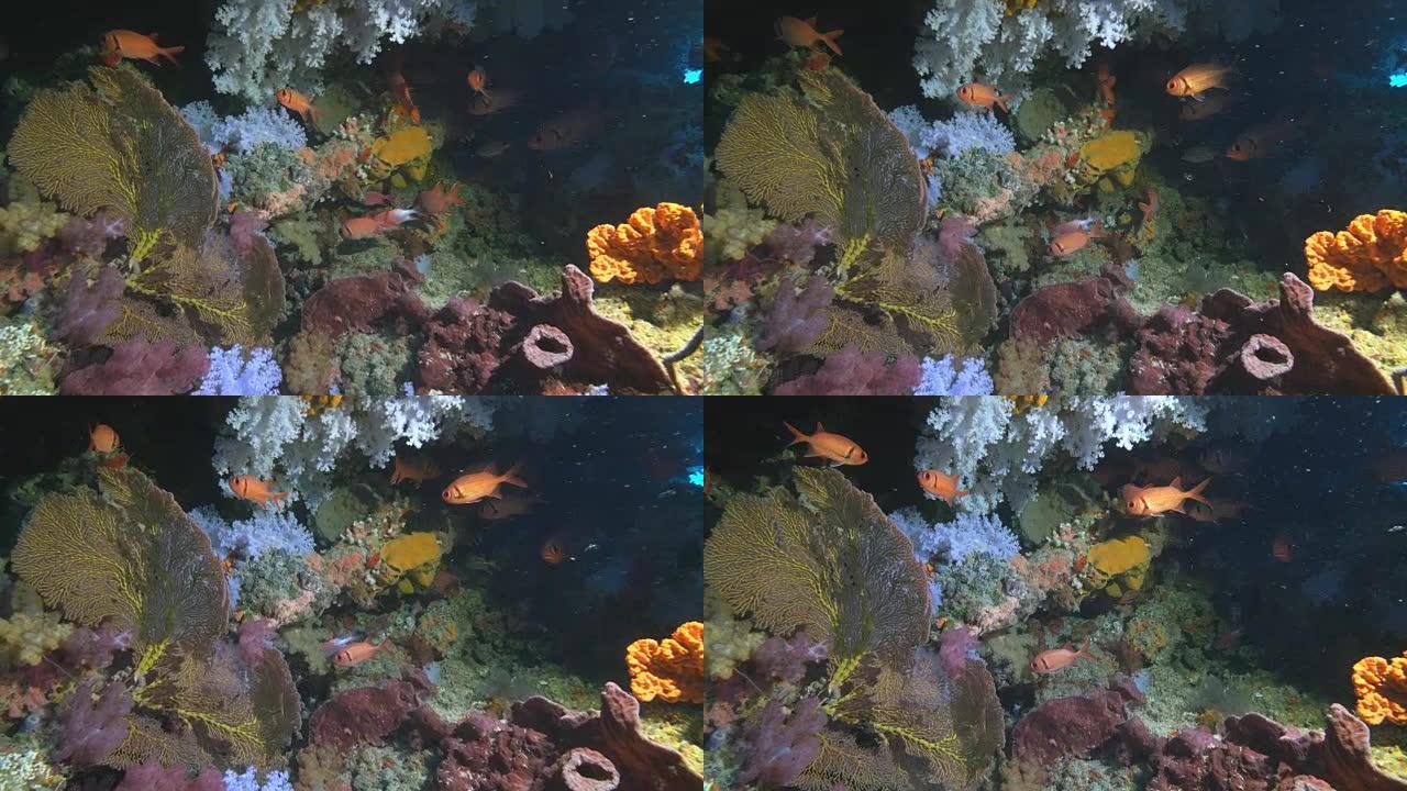 斐济彩虹礁洞穴内的松鼠鱼和海扇