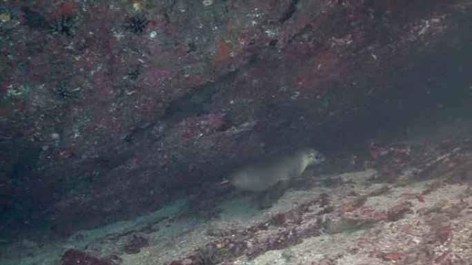 加拉帕戈斯海狮在洞穴中游泳