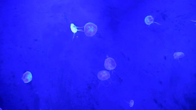 在水族馆中移动黑光的jelly鱼
