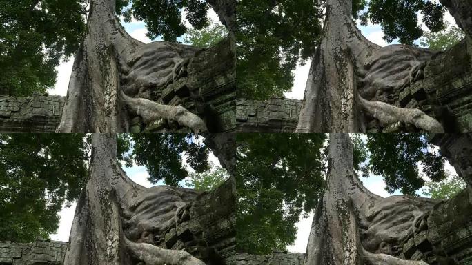 塔普罗姆神庙墙上生长的树根的俯拍