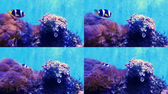 美丽的海底花与珊瑚和鱼的世界。