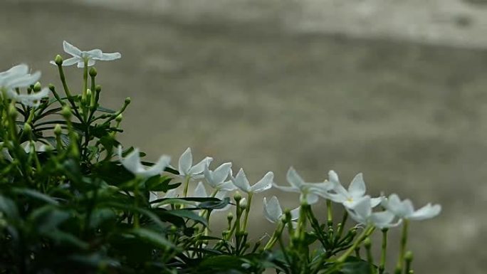 温暖阳光下的白色茉莉花