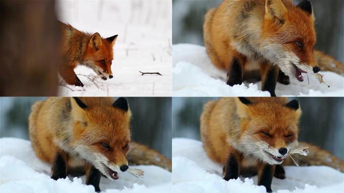 吃狐狸