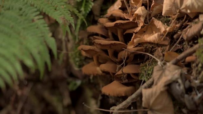森林里的蘑菇和蕨类植物