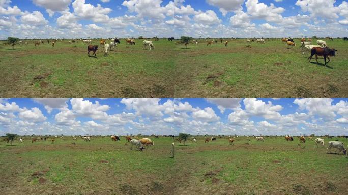 在非洲的热带稀树草原上放牧的奶牛