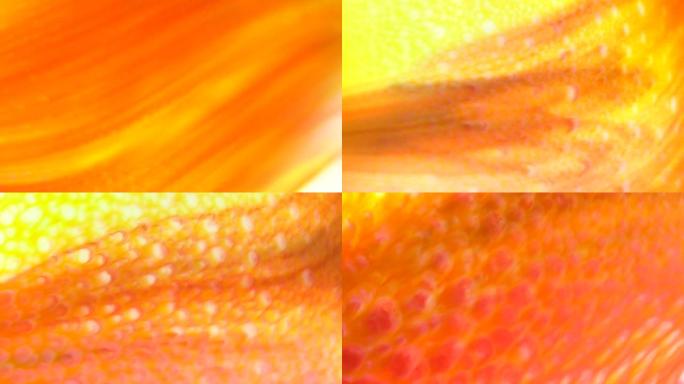 橙黄色流抽象食物颜色墨水移动或流动背景。抽象彩色食品彩色油墨溶解在牛奶表面，为艺术概念背景。4k 3