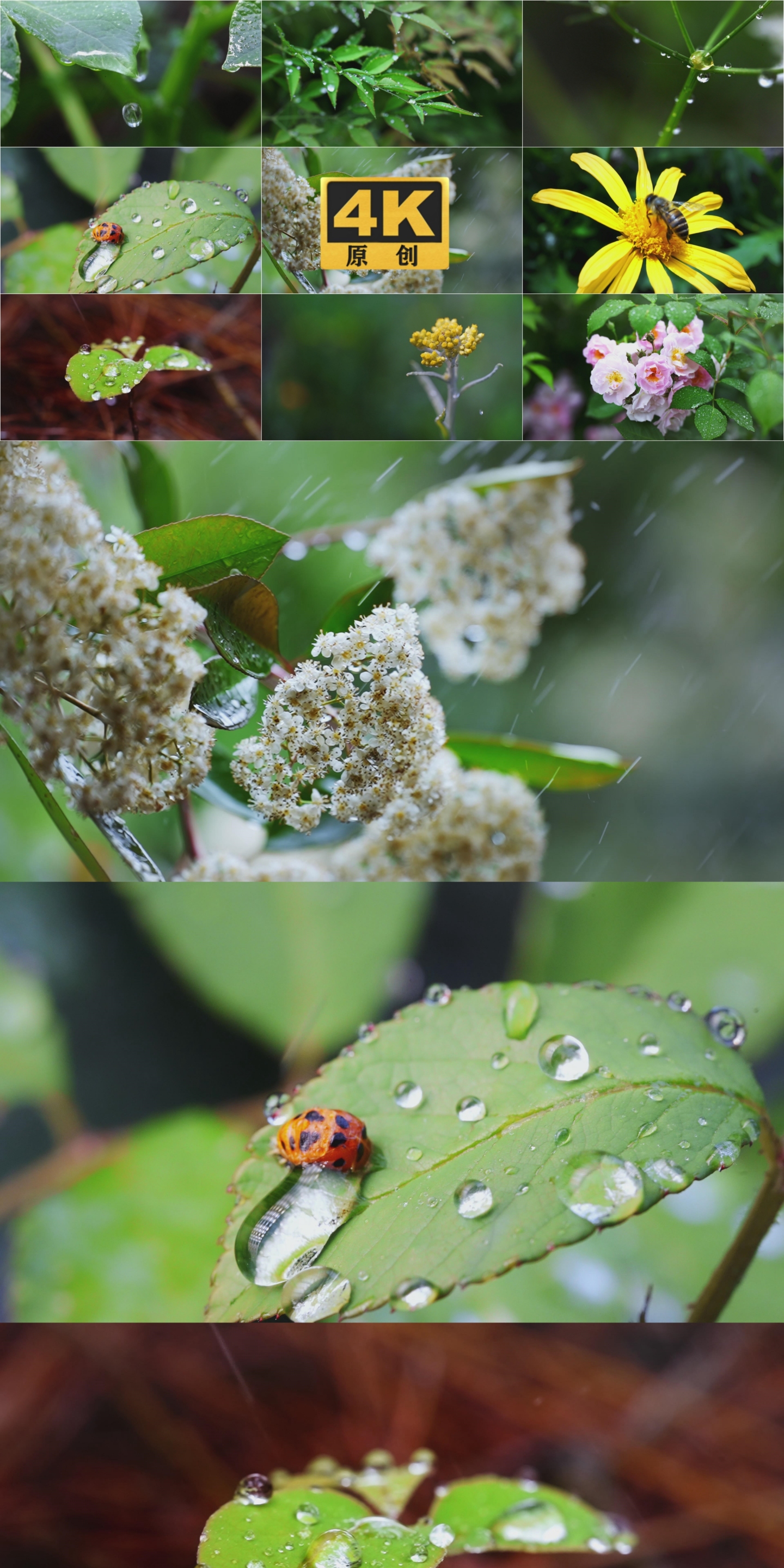 雨滴露水生机昆虫植被下雨水森林