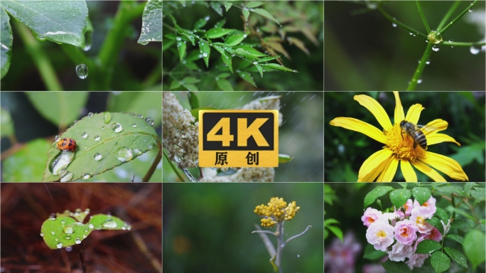 雨滴露水生机昆虫植被下雨水森林