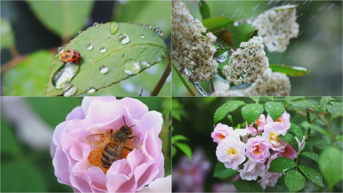 雨滴露水生机昆虫植被下雨水森林