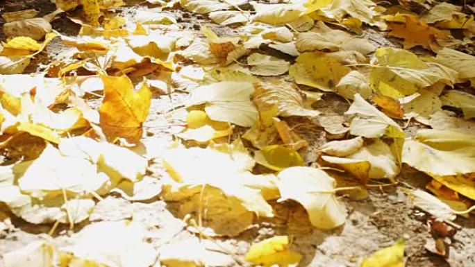 地面上黄色叶子的特写