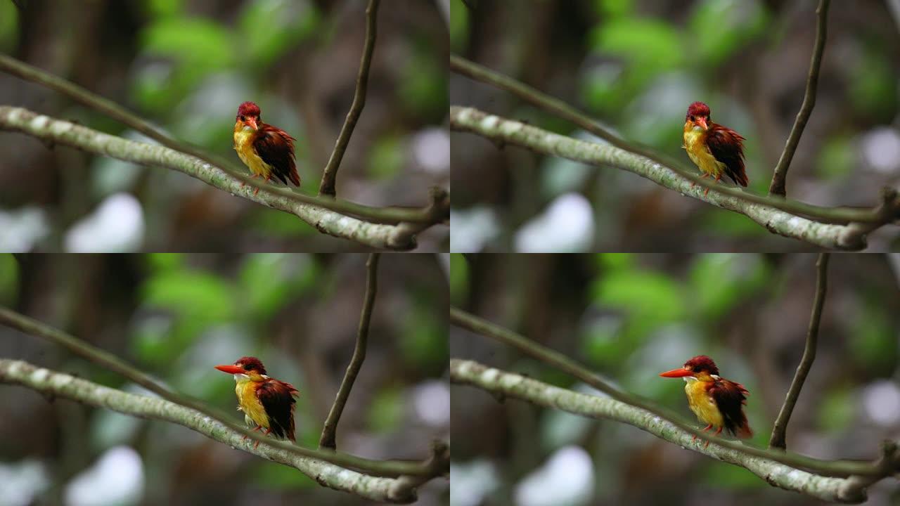 翠鸟: 美丽的成年红背翠鸟 (Ceyx rufidorsa)