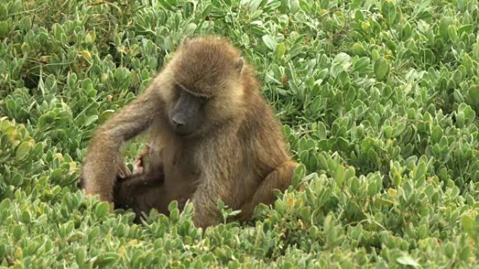 在肯尼亚安博塞利国家公园，一只橄榄狒狒和婴儿一起在叶子上觅食。